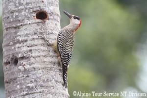 マユグロシマセゲラ　West Indian Woodpecker